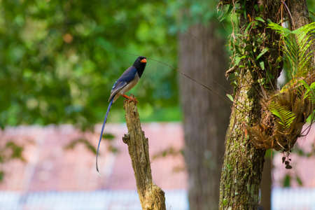 Red-billed Blue Magpieの写真素材