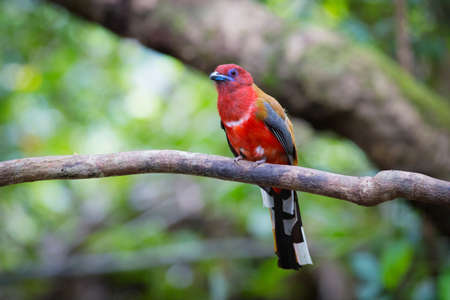 Red-headed Trogonの写真素材
