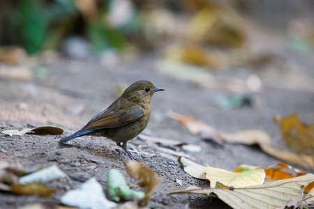 White-tailed Robinの写真素材