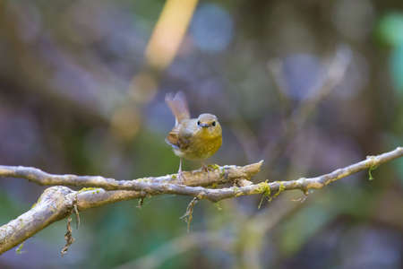 Snowy-browed Flycatcherの写真素材