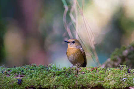 Snowy-browed Flycatcherの写真素材