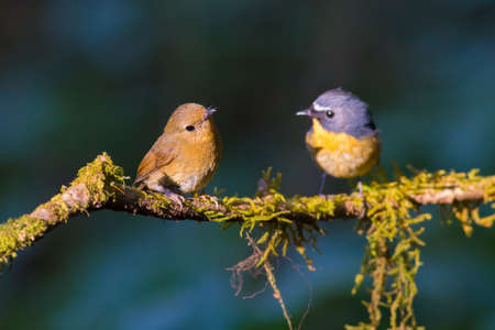 Snowy-browed Flycatcher