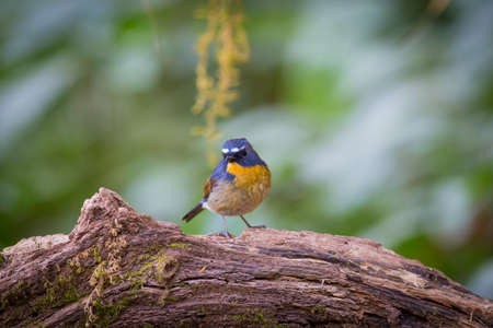 Snowy-browed Flycatcherの写真素材