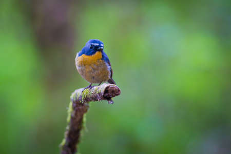 Snowy-browed Flycatcherの写真素材