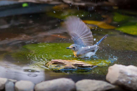 Tickell's Blue Flycatcher