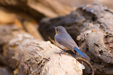Tickell's blue Flycatcher