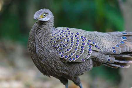 Grey-pheasant Peacockの写真素材