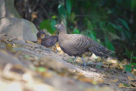 Grey Pheasant-Peacockの写真素材