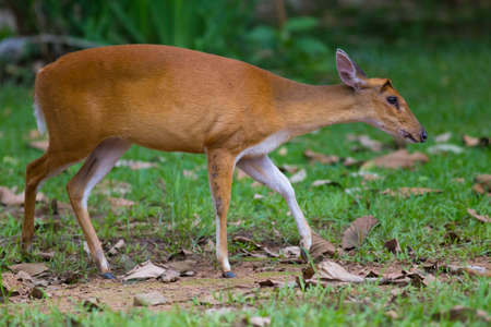 Hog Deerの写真素材