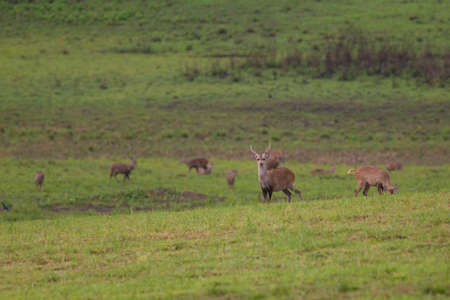 Hog deerの写真素材