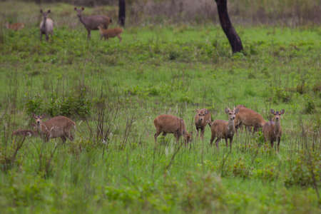 Hog Deerの写真素材