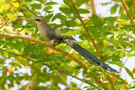 Green-billed Malkohaの写真素材