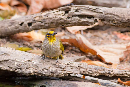 Stripe-throated Bulbulの写真素材