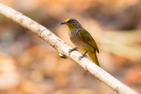 Stripe-throated Bulbulの写真素材