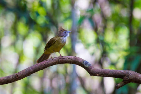 Puff-throated Bulbul in the pondの写真素材