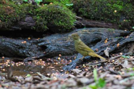 Puff-throated Bulbul in water-wellの写真素材