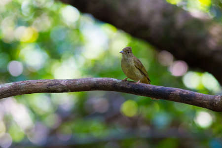 Puff-throated Bulbulの写真素材