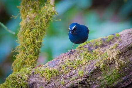 White browed Shortwingの写真素材