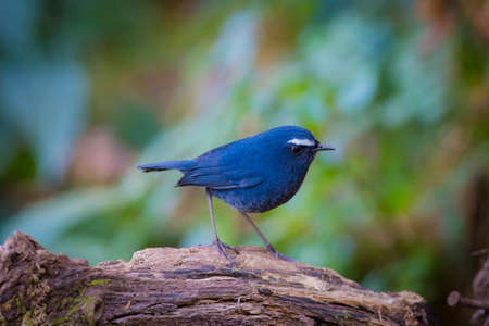 White browed Shortwingの写真素材