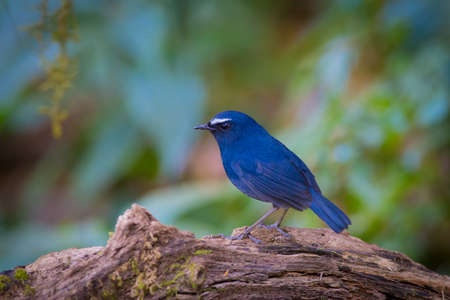 White browed Shortwingの写真素材