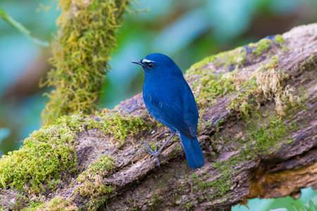 White browed Shortwingの写真素材