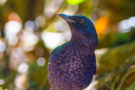 Blue Whistling_Thrushの写真素材