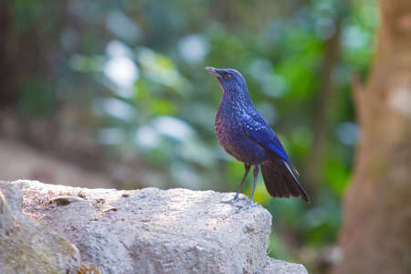 Blue Whistling-Thrushの写真素材