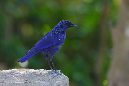 Blue Whistling-Thrushの写真素材