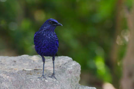 Blue Whistling-Thrushの写真素材