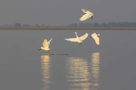Little Egret at Boraped Lake,Nahonsawan Thailand.の写真素材