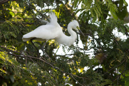 Little Egret at Wangped Village Thailand