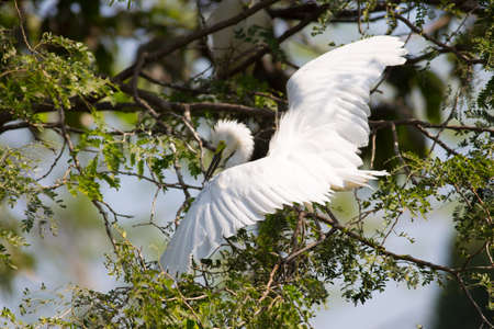 Little Egret at Wangped Village Thailand