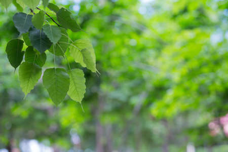 Buddha Leaf in Thai Templeの写真素材