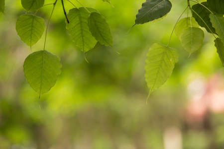 Buddha Leaf in Thai Templeの写真素材