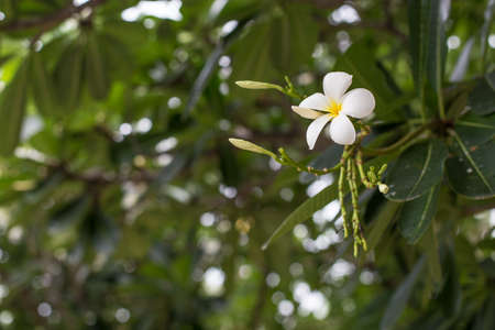 Plumaria flower of massang and spa or Buddha flowerの写真素材