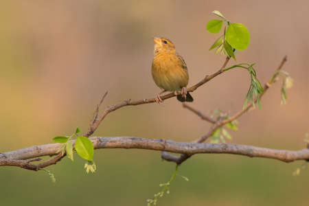 Baya Weaver and their nest on the yellow flower treeの写真素材