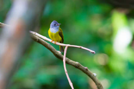 Grey-headed Canary-Flycatcher at Chongyen,Maewong national Park Thailandの写真素材