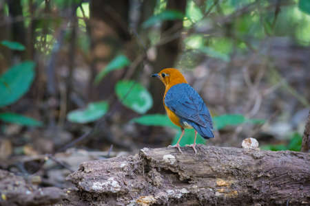 Orange-headed Thrush from Maewong National Park,Thailandの写真素材