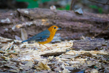 Orange-headed Thrush from Maewong National Park,Thailandの写真素材