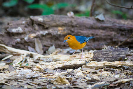 Orange-headed Thrush from Maewong National Park,Thailandの写真素材