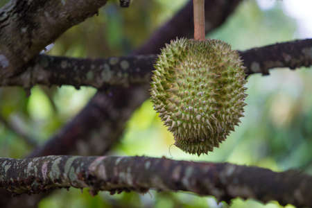 fresh durian fruit on the tree from Uthaitanee Thailand