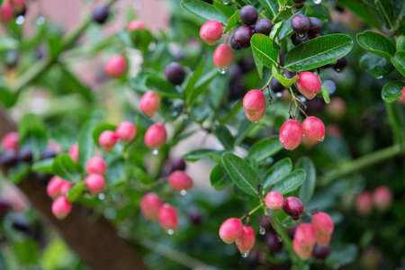 Karanda fruit is red before black full of vitamin and sour tasteの写真素材