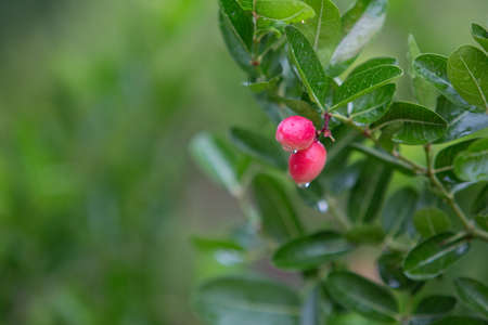 Karanda fruit is red before black full of vitamin and sour tasteの写真素材