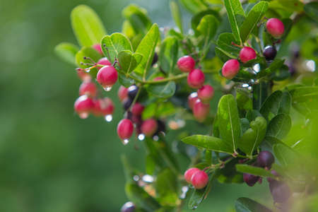 Karanda fruit is red before black full of vitamin and sour tasteの写真素材