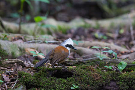 White-crested laughingthrush come for drinking and take a bath at water-wellの写真素材