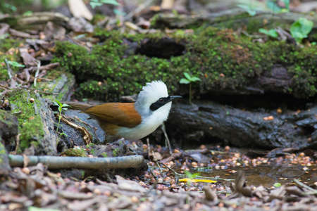 White-crested laughingthrush come for drinking and take a bath ar water-wellの写真素材