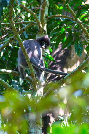 Phayre's langur relaxing on the top of the tree at Phukaew wildlife sanctuary Thailandの写真素材