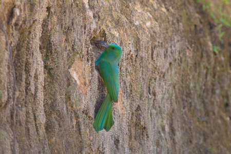 Blue-bearded Bee-eater hold on the branch waiting for feed their kidの写真素材