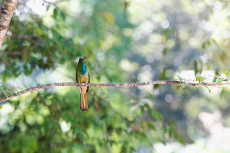Blue-bearded Bee-eater hold on the branch waiting for feed their kidの写真素材