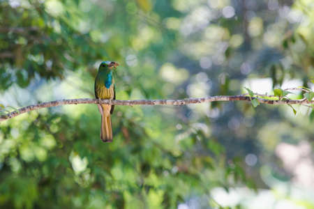 Blue-bearded Bee-eater hold on the branch waiting for feed their kidの写真素材